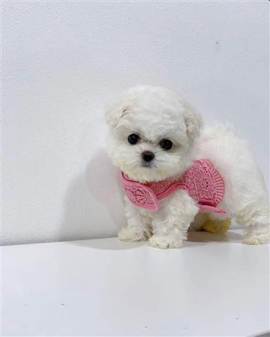 $320 : Mini maltese puppies available image 3