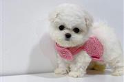 $320 : Mini maltese puppies available thumbnail