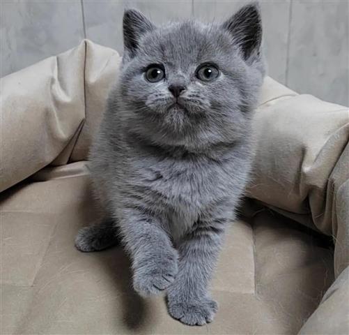 $300 : British Shorthair en venta image 1