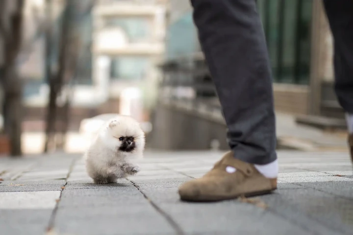 $350 : Micro Pomerania image 4