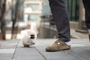 $350 : Micro Pomerania thumbnail
