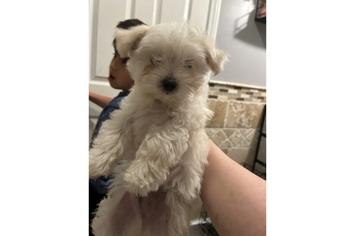 $350 : Maltés de 3meses image 3