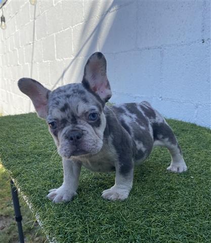 $1500 : French bulldog hembra  Merle f image 4