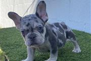 $1500 : French bulldog hembra  Merle f thumbnail