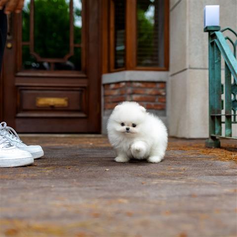 $300 : Teacup Pomeranian puppies image 5