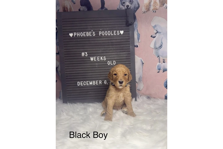 $1500 : Standard Poodle image 5