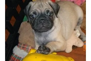 $350 : Pug taza de té para la venta thumbnail