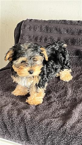 $600 : Two yorkies puppies image 1