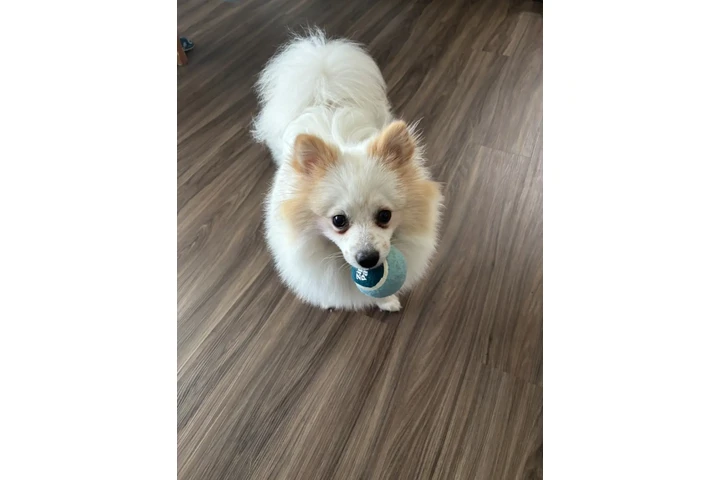 $100 : Pomeranian image 2