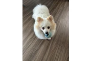 $100 : Pomeranian thumbnail
