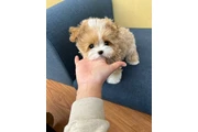 Maltipoo Cachorros a la venta