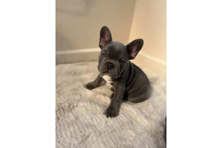 $400 : Adorable bulldog francés en ve image 1
