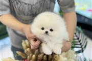 $350 : Pomerania thumbnail