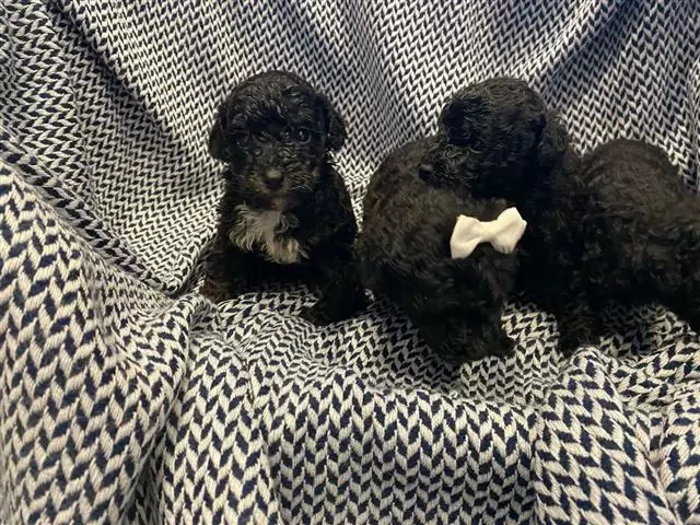 $450 : Tiny Toy Poodle Pups image 2