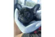 $500 : Hermosa french bulldog puppy thumbnail