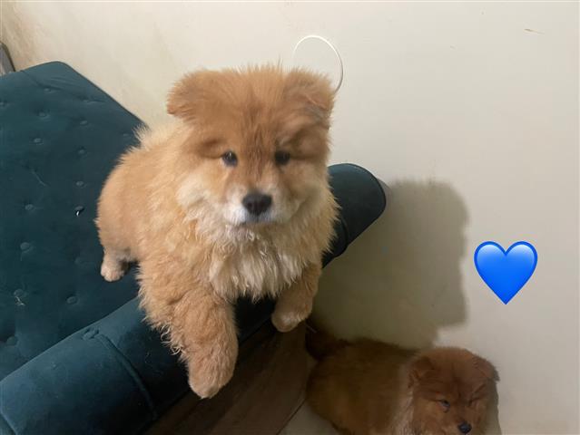 $800 : Cachorros chow chow image 6