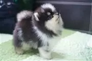 $400 : Pomeranian puppies thumbnail
