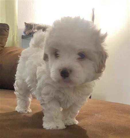 $750 : Perritos Maltipoo image 4