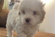 $750 : Perritos Maltipoo thumbnail