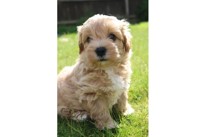 $500 : 6 Maltipoo friendly puppies image 2