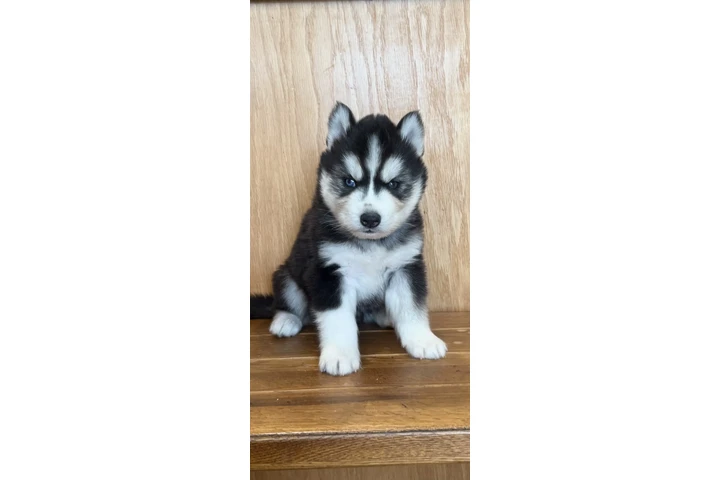 $400 : Siberian Husky Puppies image 2