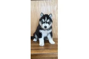 $400 : Siberian Husky Puppies thumbnail