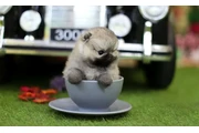 Micro Pomerania en Austin