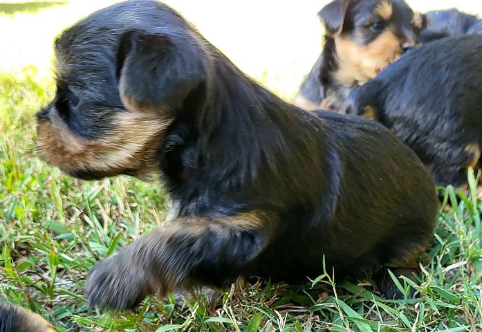$450 : healthy yorkie puppies image 4