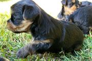 $450 : healthy yorkie puppies thumbnail