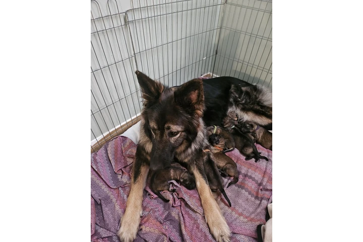 $570 : German Shepherd cute and inqui image 4