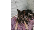 $570 : German Shepherd cute and inqui thumbnail