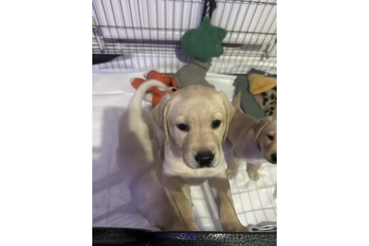 $400 : Labrador retrievers disponible image 2
