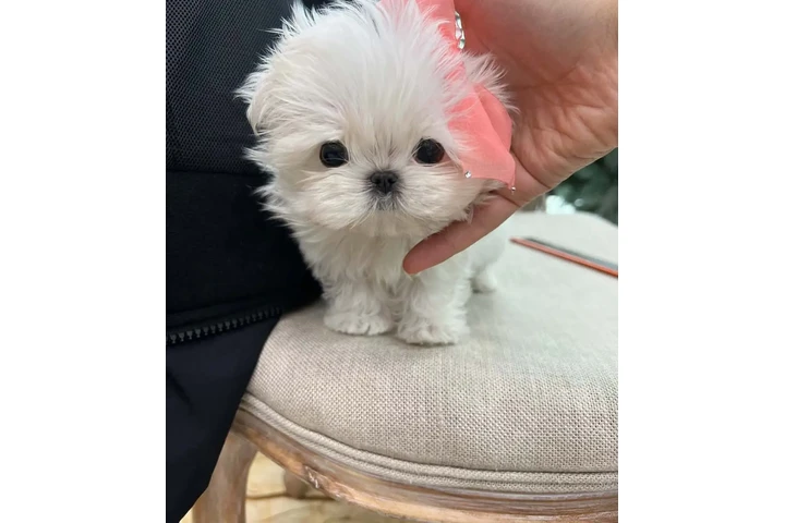 $500 : Maltese en venta image 2