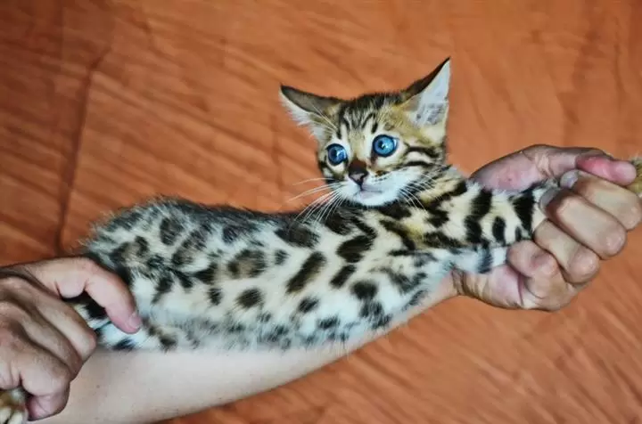 $100 : 10wks Purebred Bengal Kittens❤ image 2