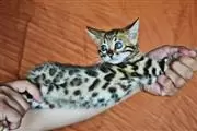 $100 : 10wks Purebred Bengal Kittens❤ thumbnail