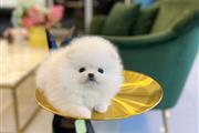 Cachorro Pomerania