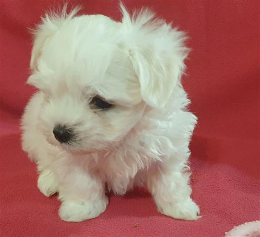 $650 : Quality Maltese Puppies. image 1