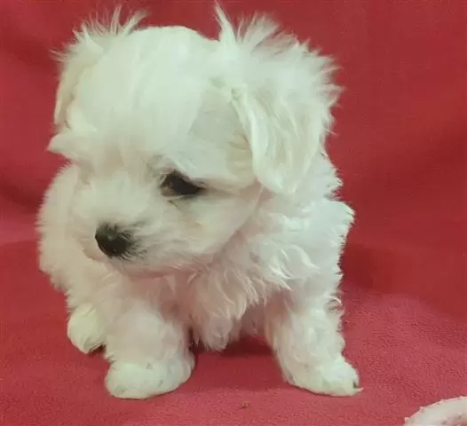 $400 : Quality Maltese Puppies. image 1