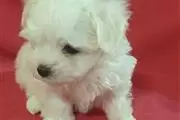 Quality Maltese Puppies. en Virgin Islands