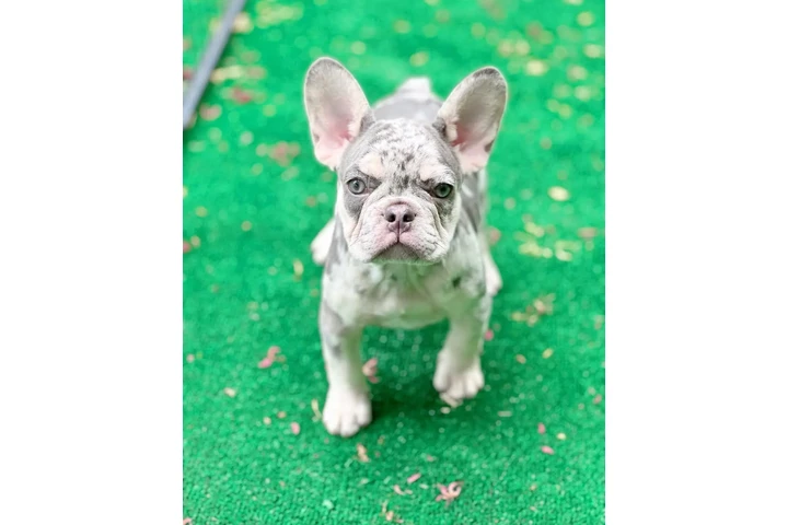 $77 : Cocker Spaniel image 1