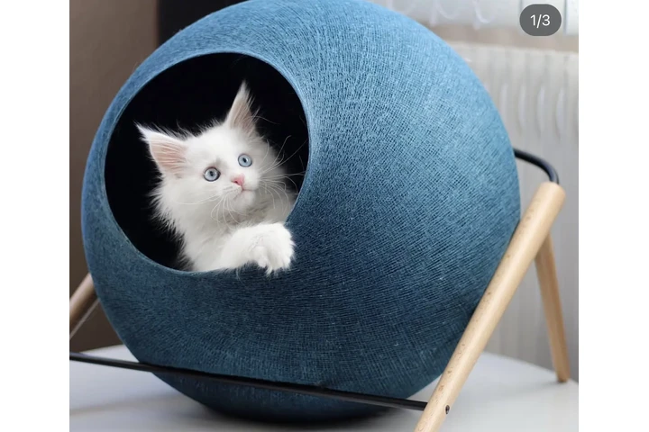 $350 : White  Maine coon kitten ready image 1