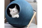 White  Maine coon kitten ready en Miami