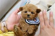 $350 : MALTIPOO EN VENTA thumbnail