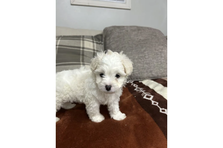 $500 : Maltipoo y yorkie image 5