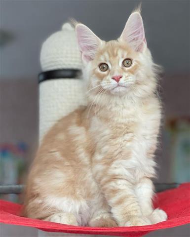 Maine Coon kittens image 1