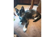 $20 : Gatita en adopción thumbnail
