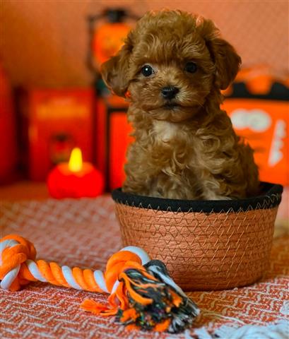 $420 : Lindos cachorros de poodle image 1