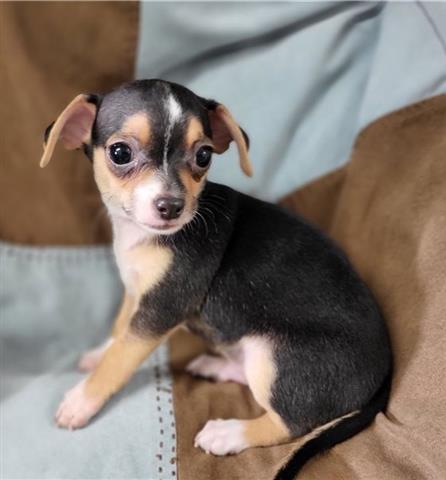 $500 : Chihuahua puppies for adoption image 3