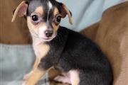$500 : Chihuahua puppies for adoption thumbnail