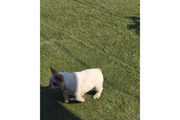 $3 : French bulldogs fluffy carrier image 2